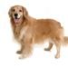 golden-retriever