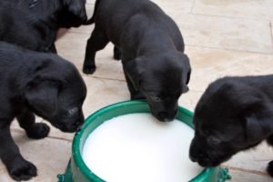 puppies-drinking-milk