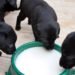 puppies-drinking-milk