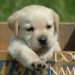 top-100-most-popular-male-and-female-dog-names
