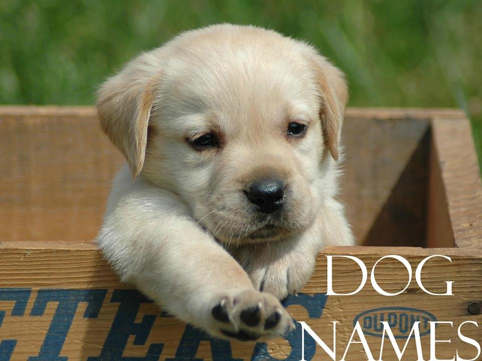 Top 100 Most Popular Male And Female Dog Names Making Different