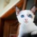 adorable-cat