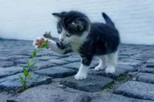 cat-flower-kitten-stone-pet