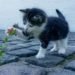 cat-flower-kitten-stone-pet