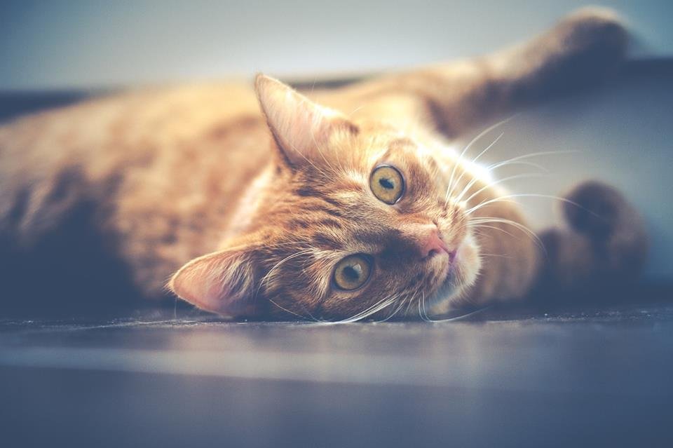 cat-pet-cat-eyes-lying-red-animal