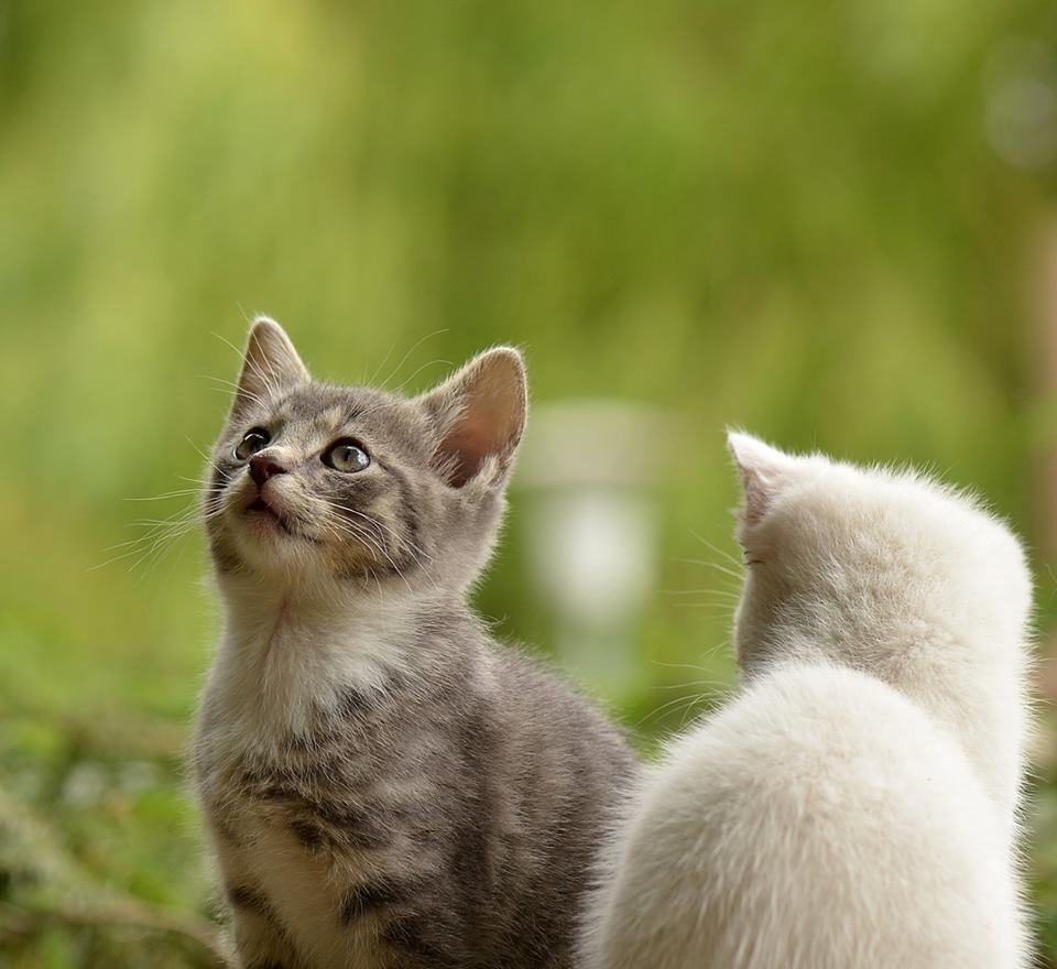 two-cute-cats