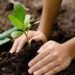 Tree-Planting