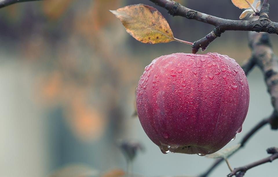 agriculture-apple-blur