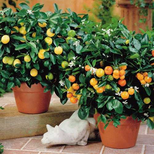 Citrus-trees