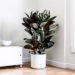 Rubber-Plant