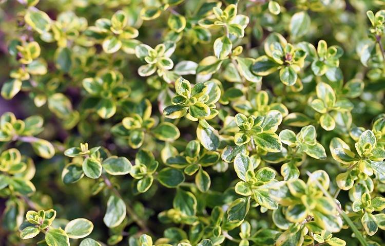 Thyme