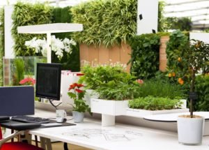 Top-10-Best-Plants-For-Your-Desk-At-Work