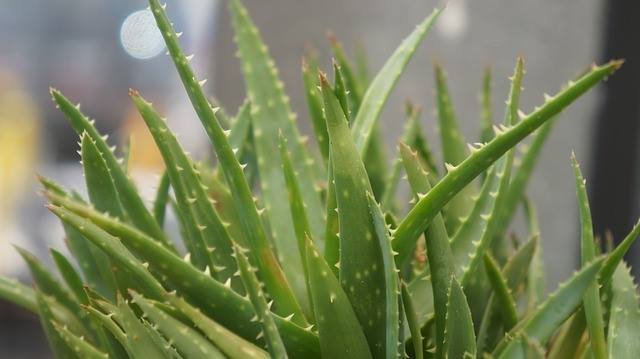 aloe-vera