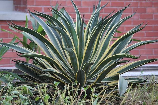 snake-plant